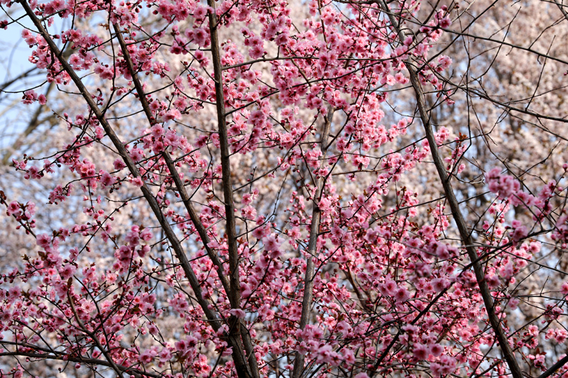 9N1A6290.JPG 9N1A6290.JPG